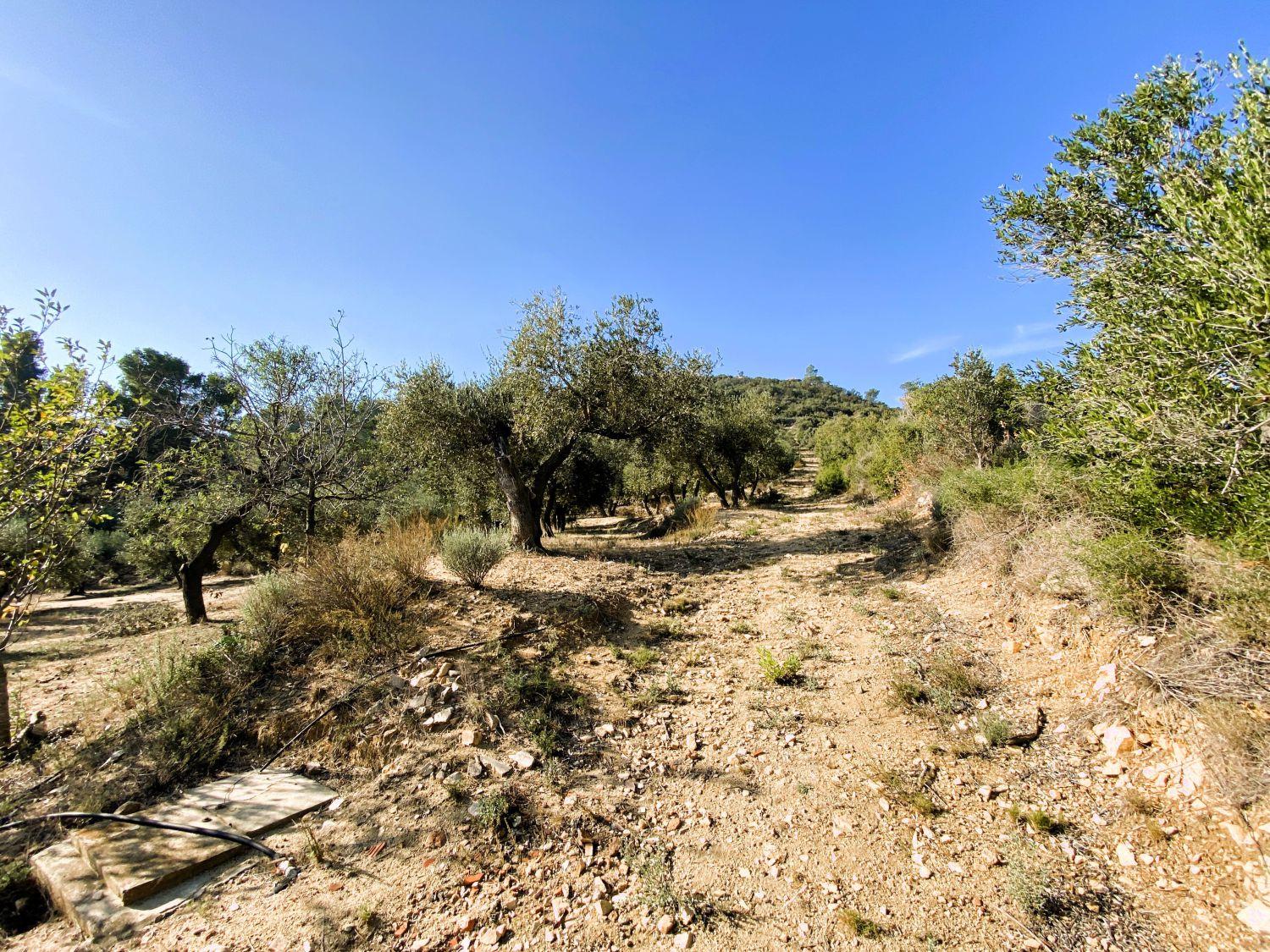 Finca en Venta en Les Borges del Camp