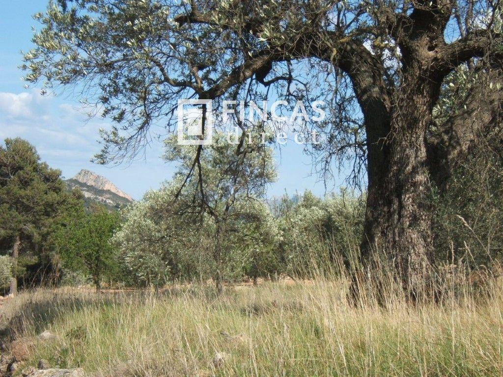 Plot for Sale in Paüls
