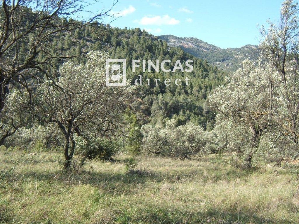 Plot for Sale in Paüls