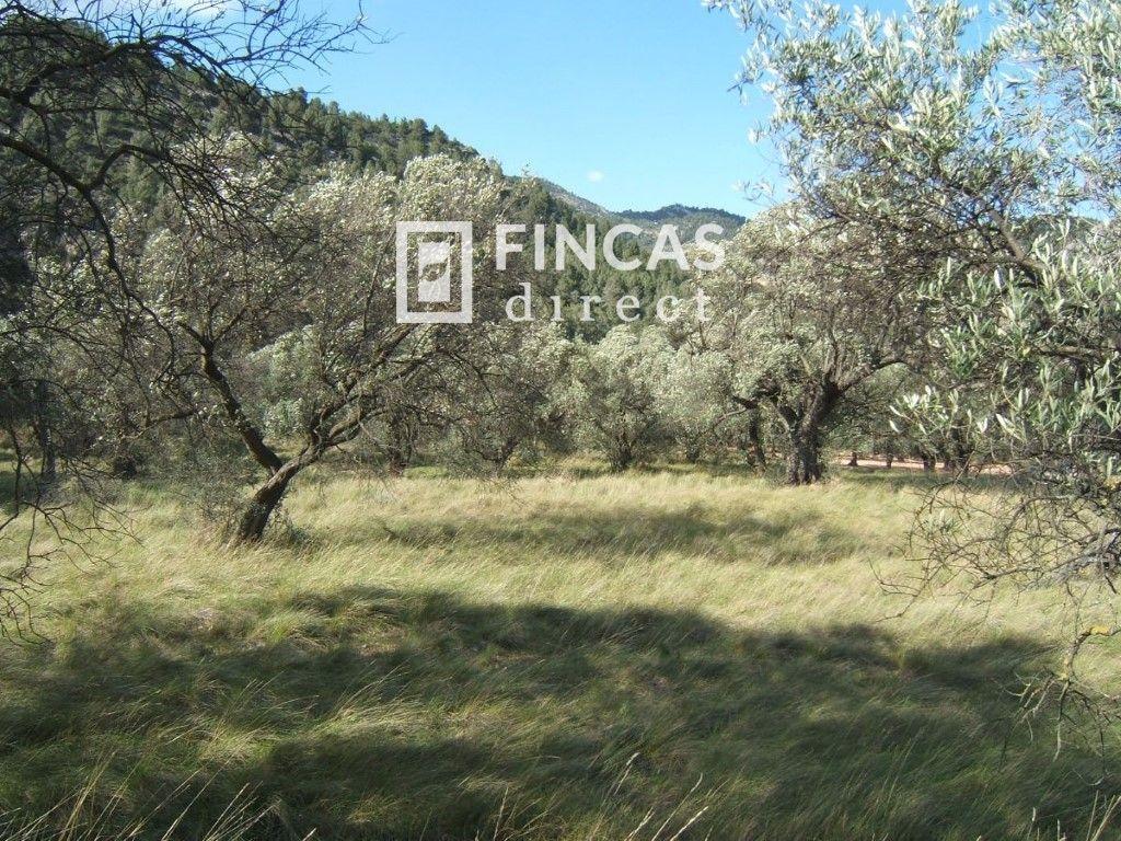 Plot for Sale in Paüls