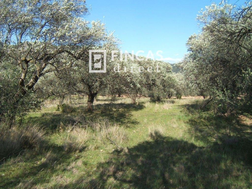 Plot for Sale in Paüls