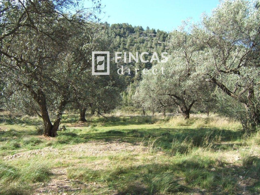 Plot for Sale in Paüls