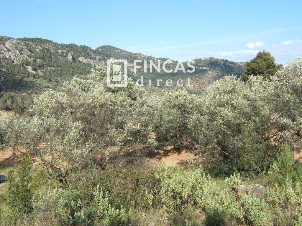 Plot for Sale in Paüls