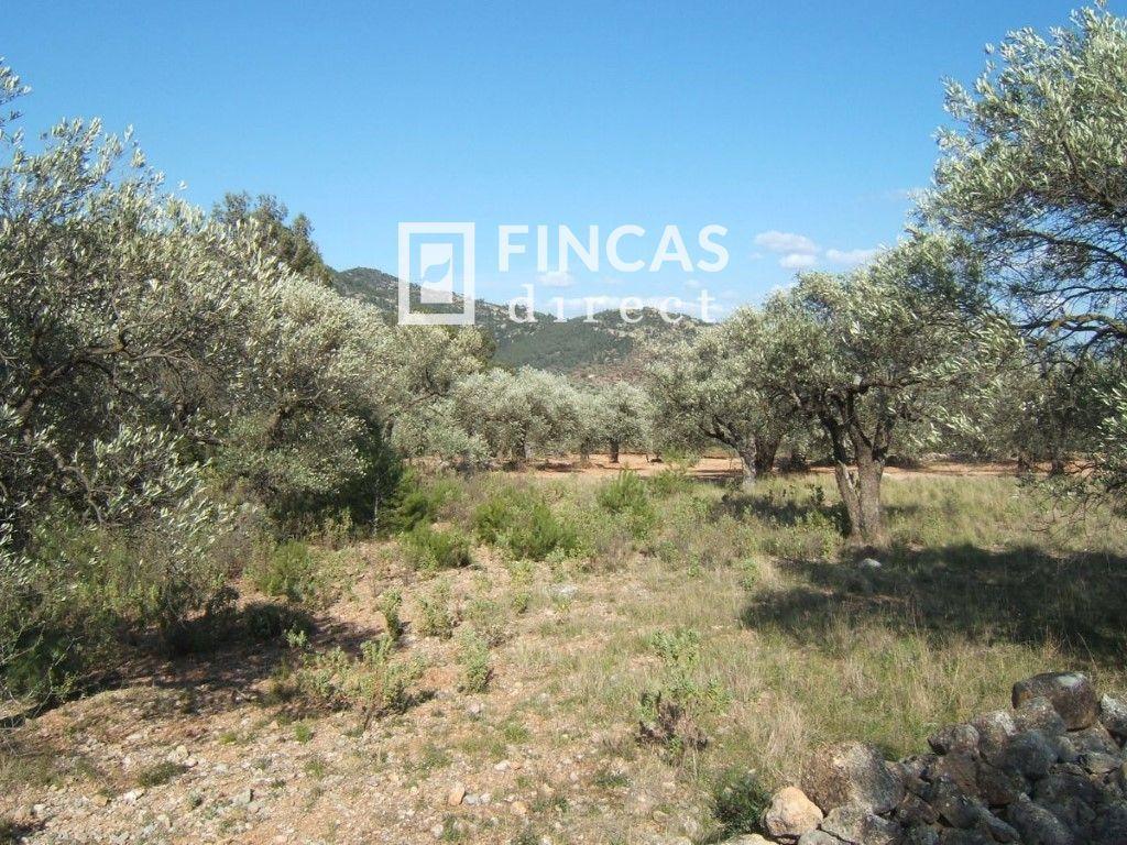 Plot for Sale in Paüls