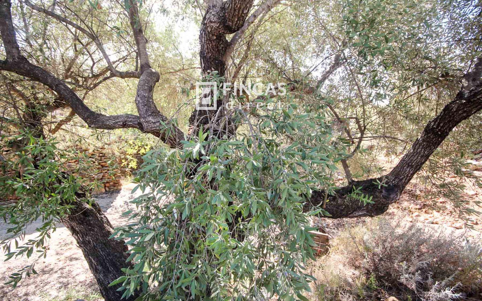 Finca en Venta en Tivenys
