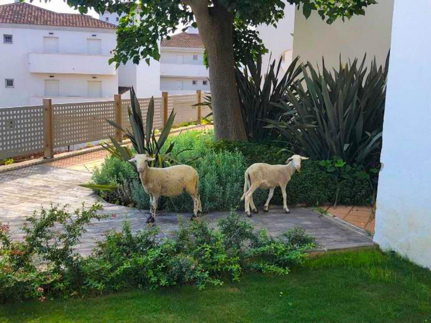 Piso en Venta en Manilva
