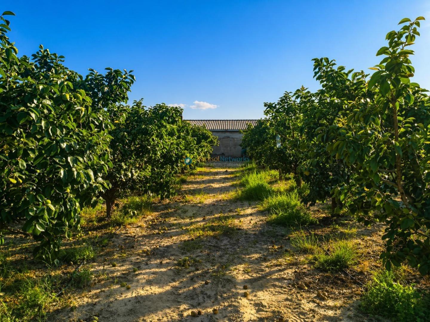 Plot for Sale in Albaida