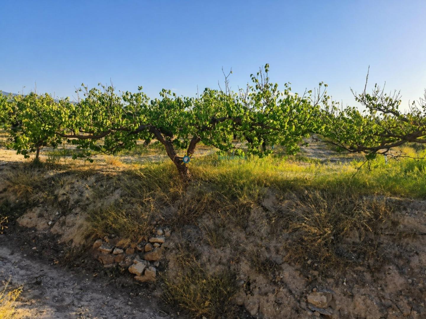 Plot for Sale in Albaida