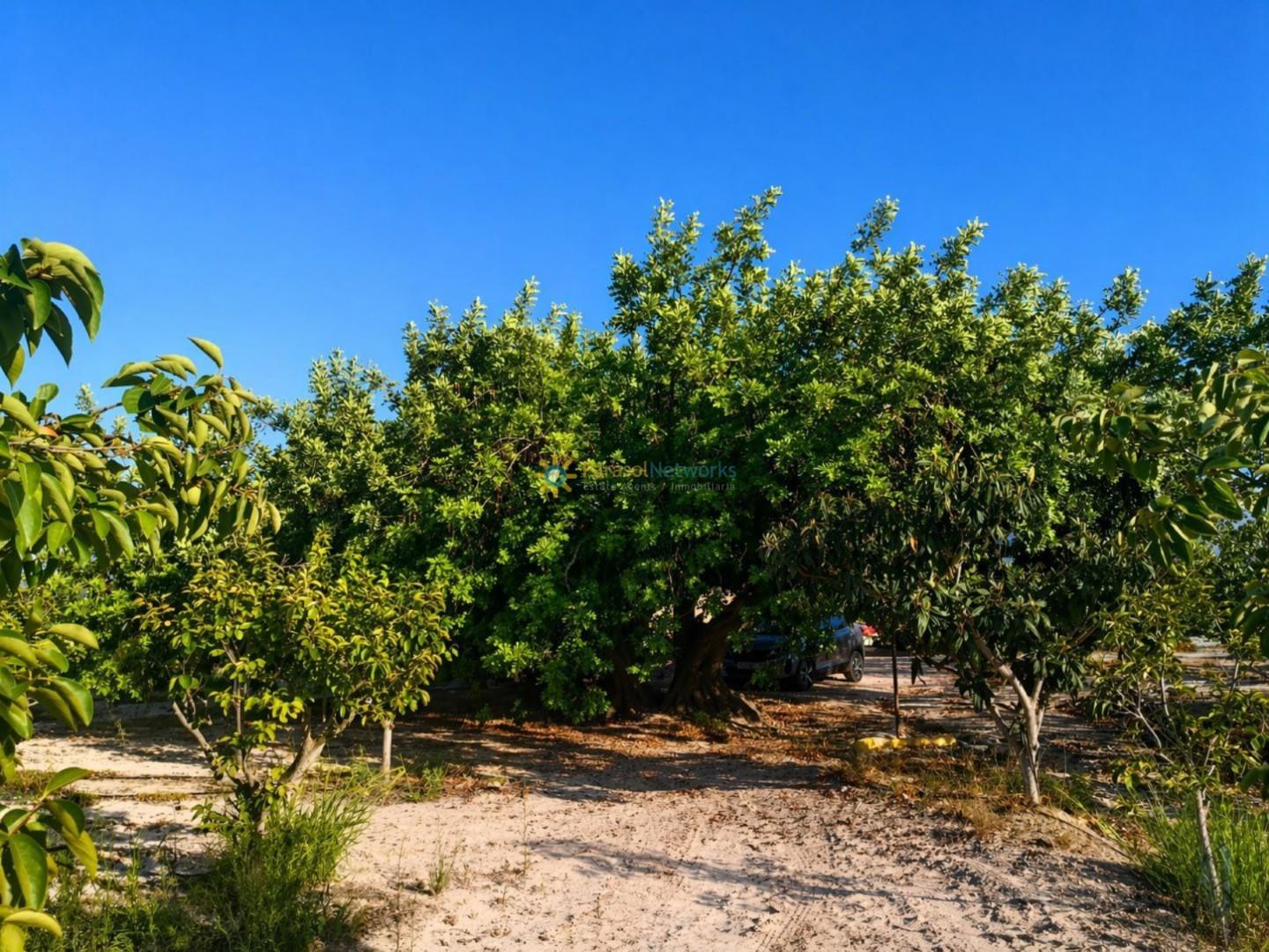 Plot for Sale in Albaida