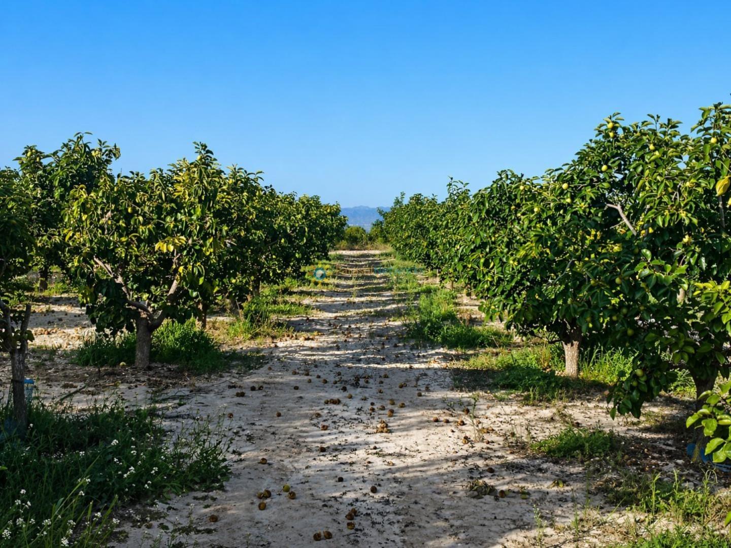 Plot for Sale in Albaida