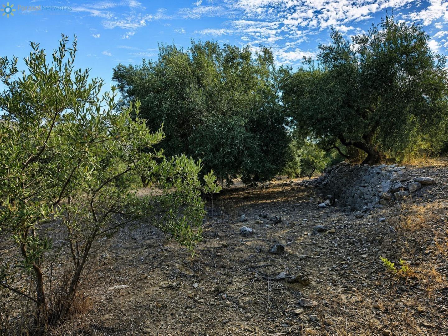 Plot for Sale in Adsubia