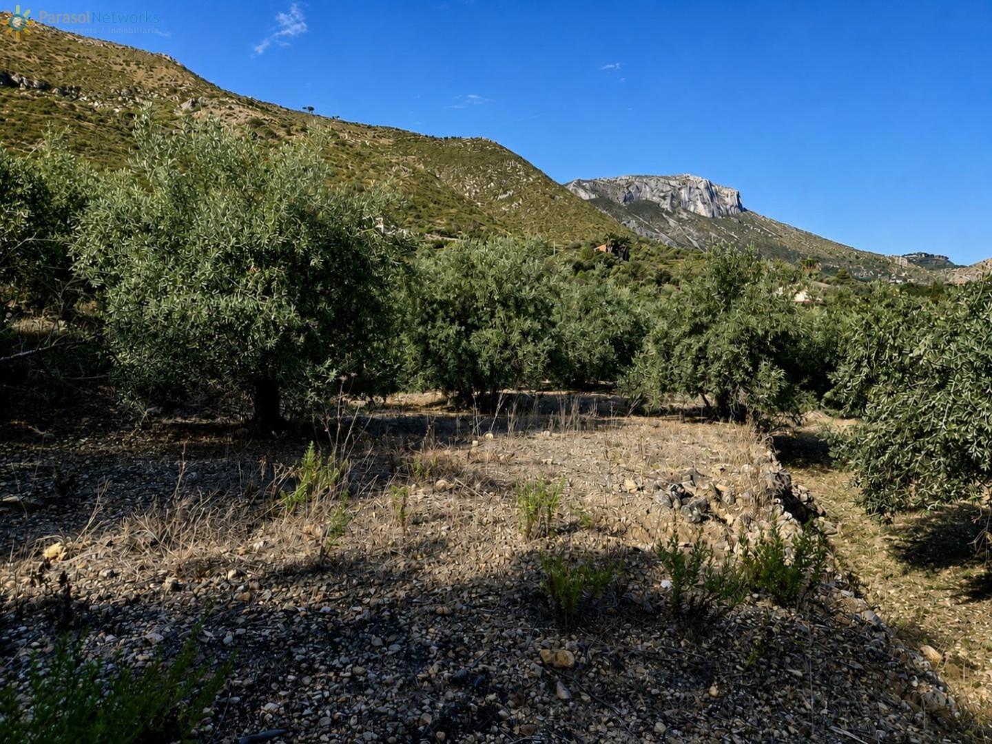 Plot for Sale in Adsubia