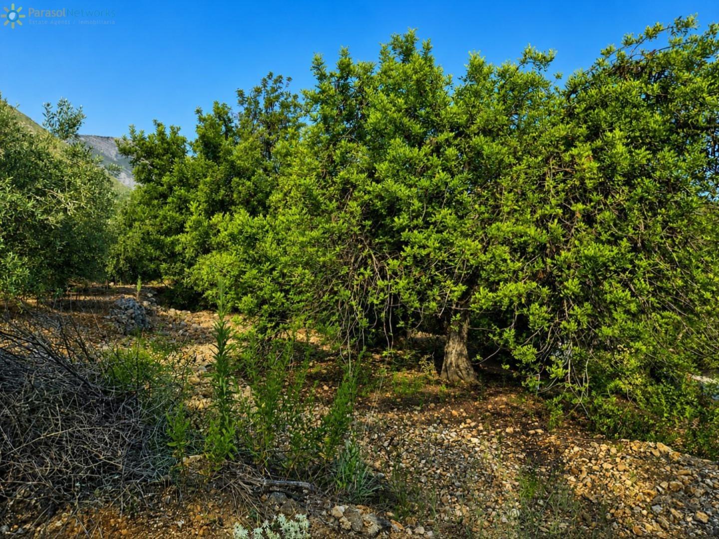 Plot for Sale in Adsubia