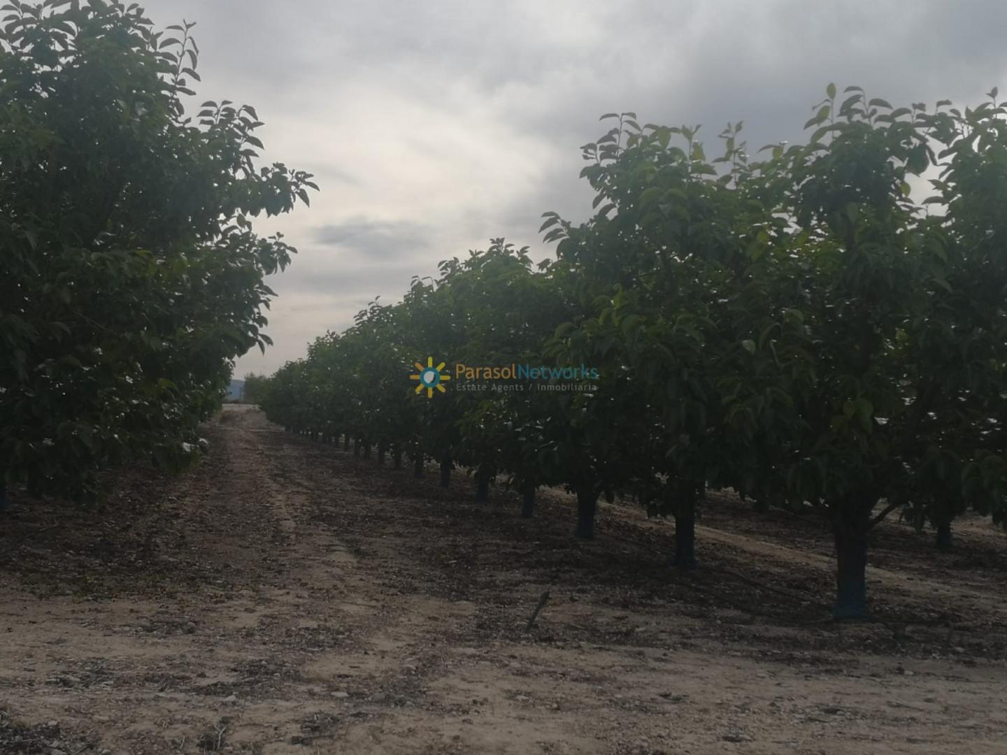 Plot for Sale in Benigánim