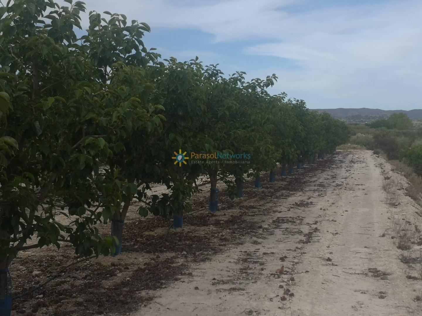 Plot for Sale in Benigánim