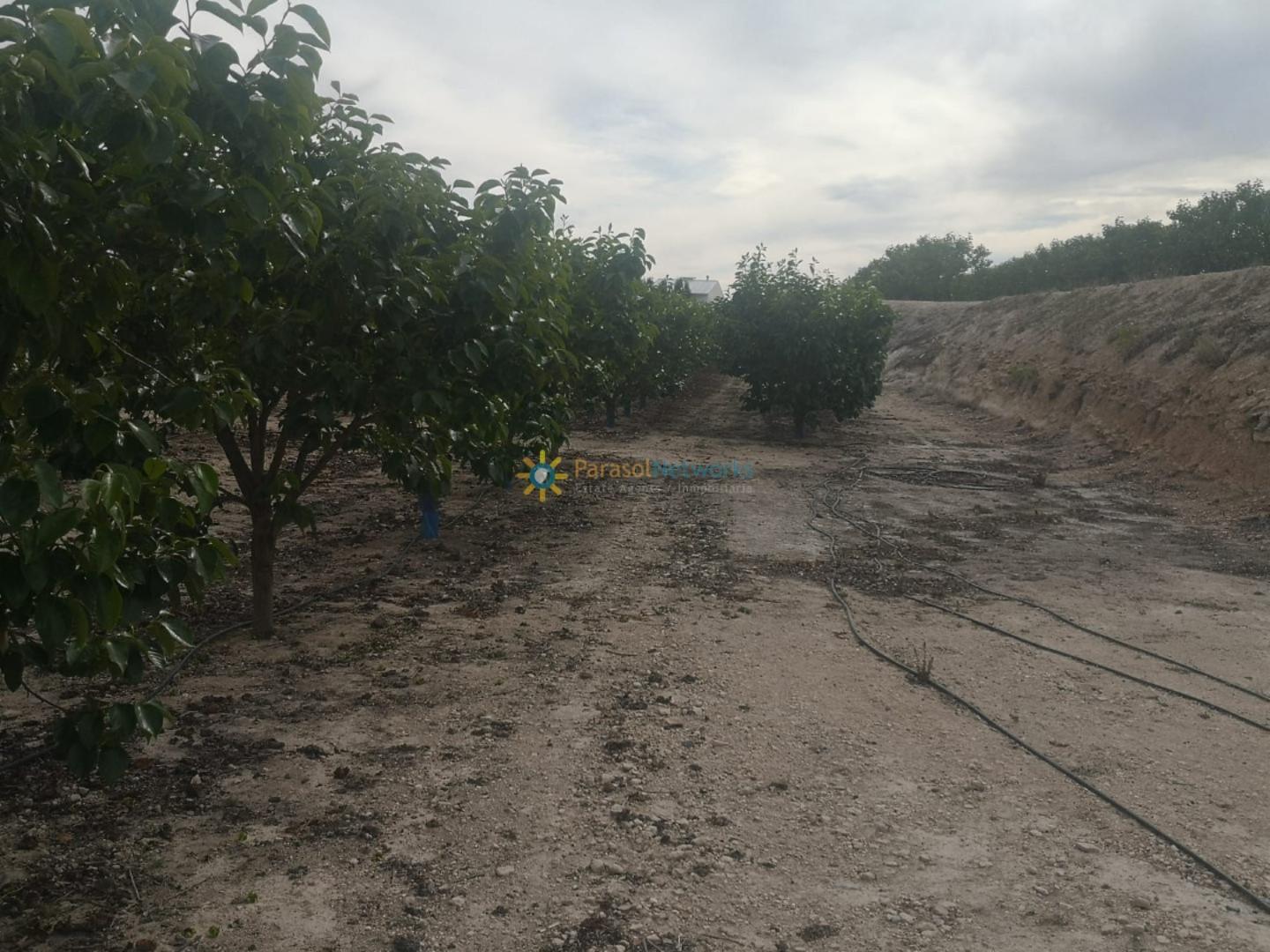 Plot for Sale in Benigánim