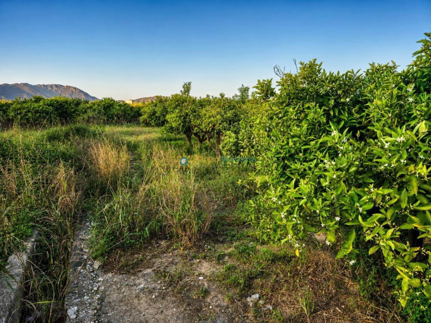 Plot for Sale in Palmera