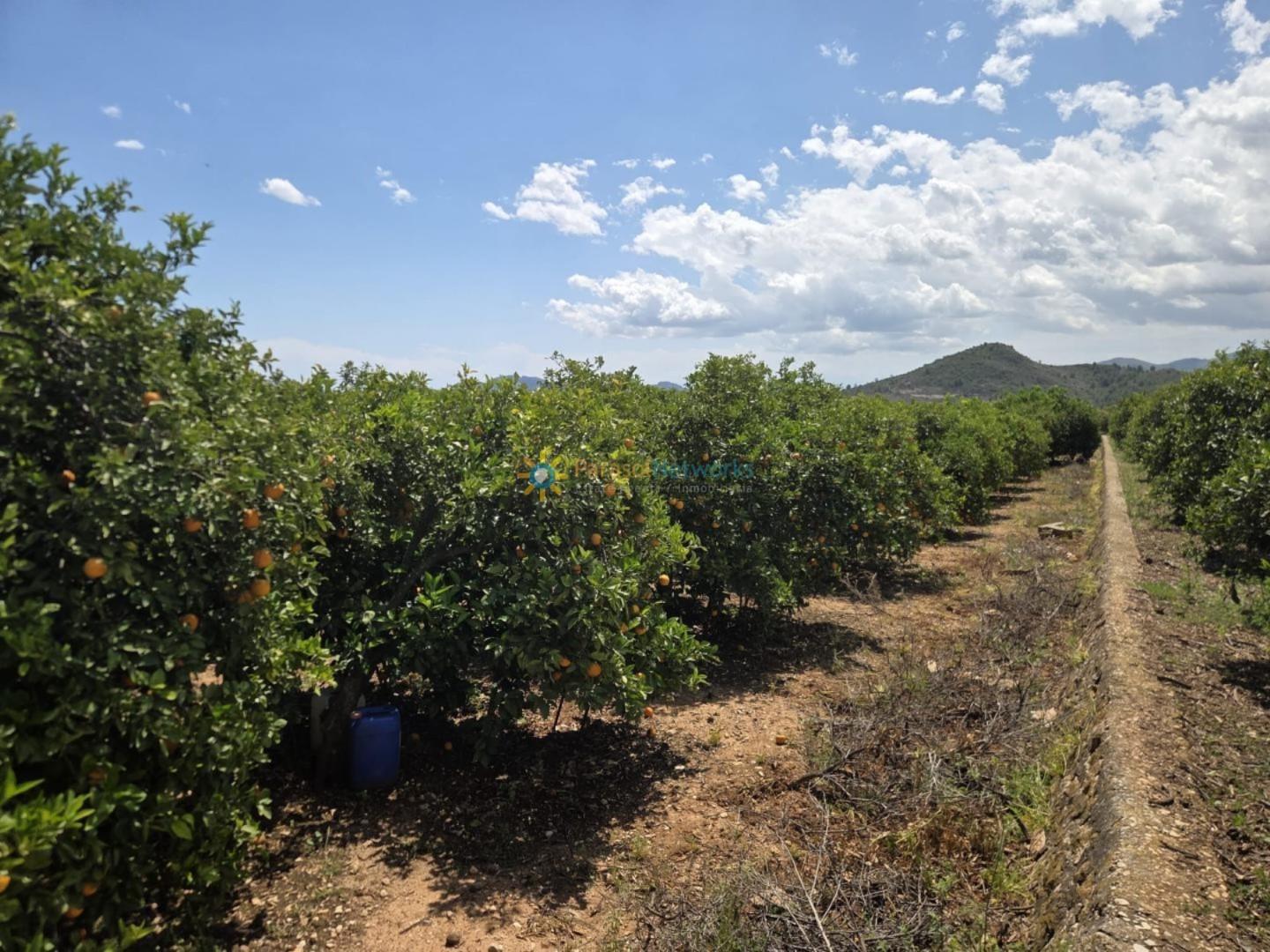 Plot for Sale in Oliva