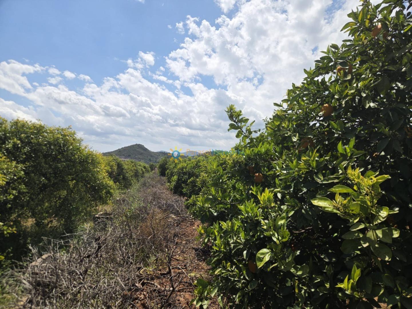 Plot for Sale in Oliva