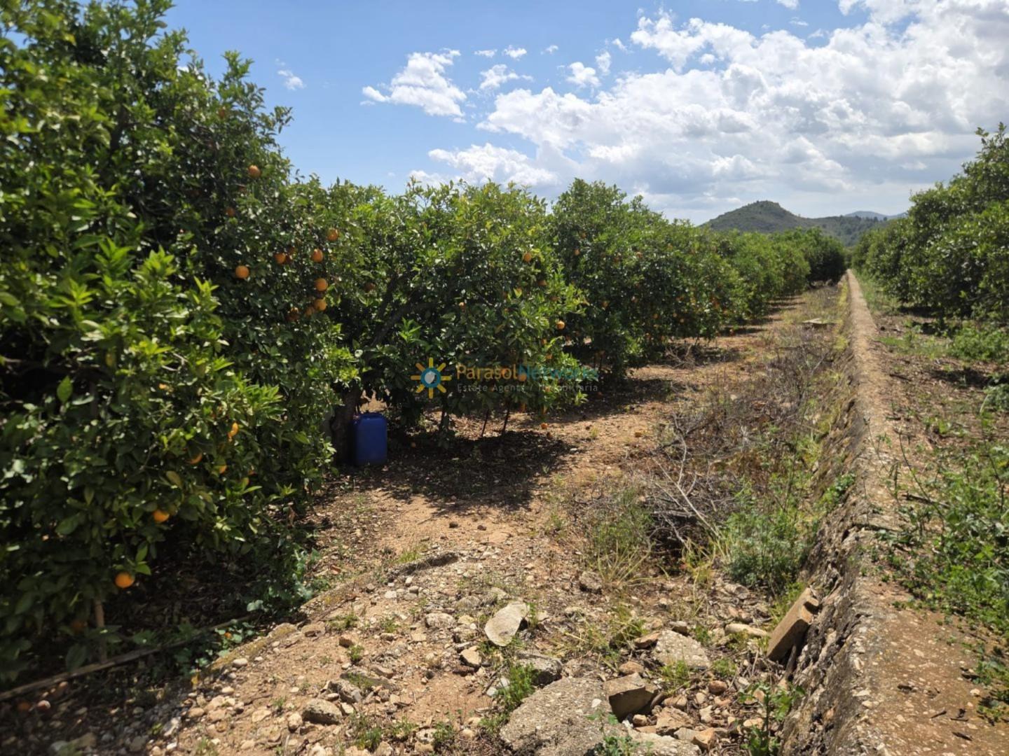Plot for Sale in Oliva