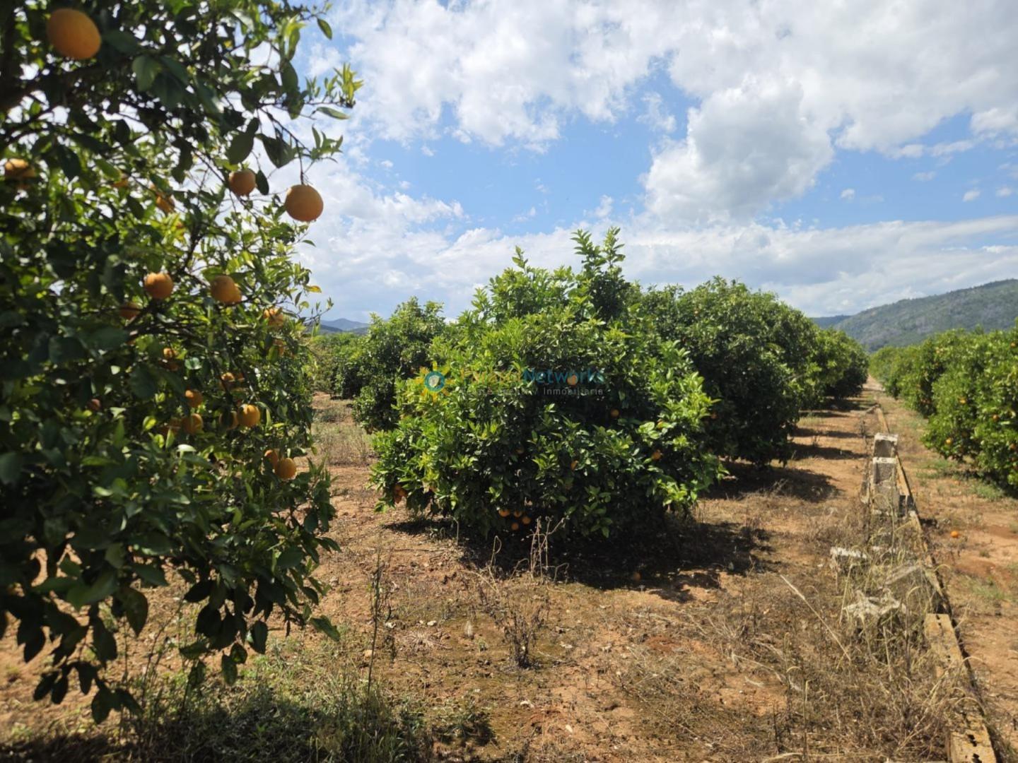 Plot for Sale in Oliva