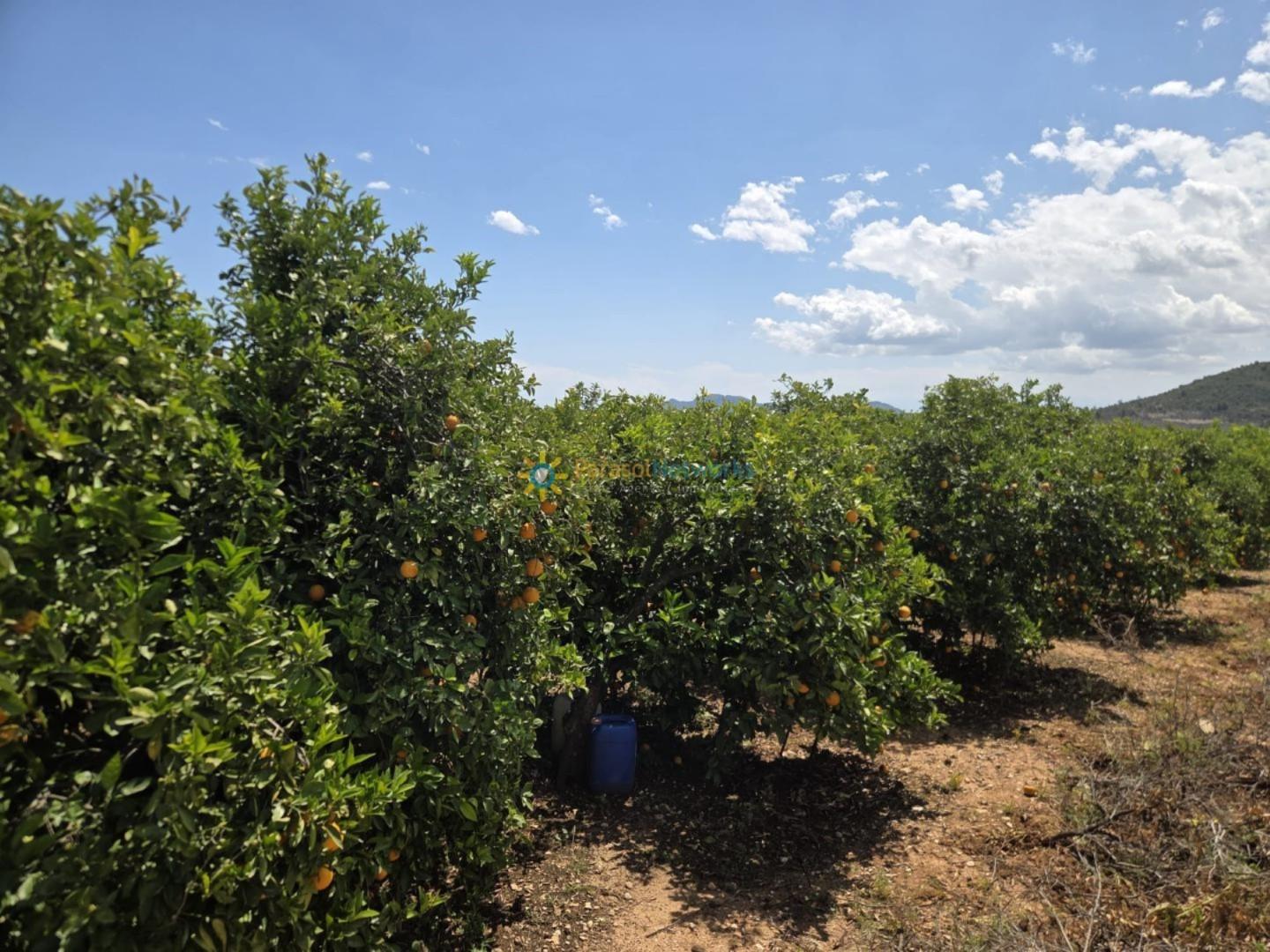 Plot for Sale in Oliva
