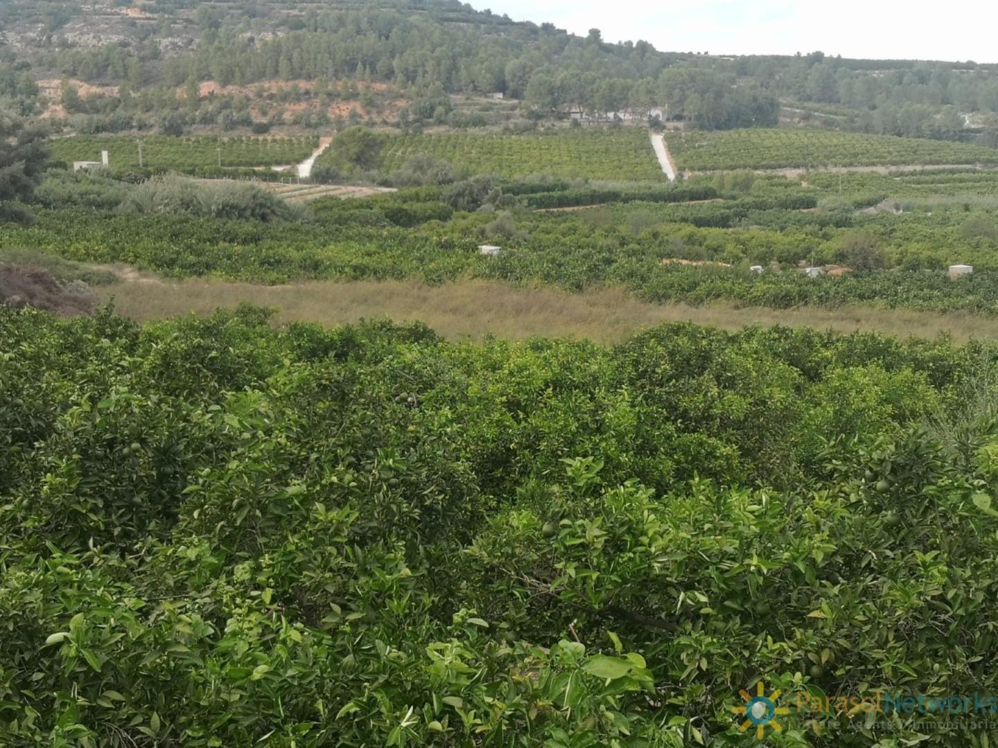 Plot for Sale in Sellent