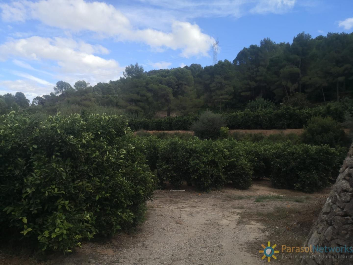Plot for Sale in Sellent