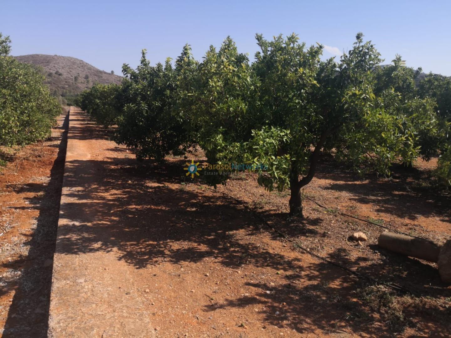 Plot for Sale in Oliva