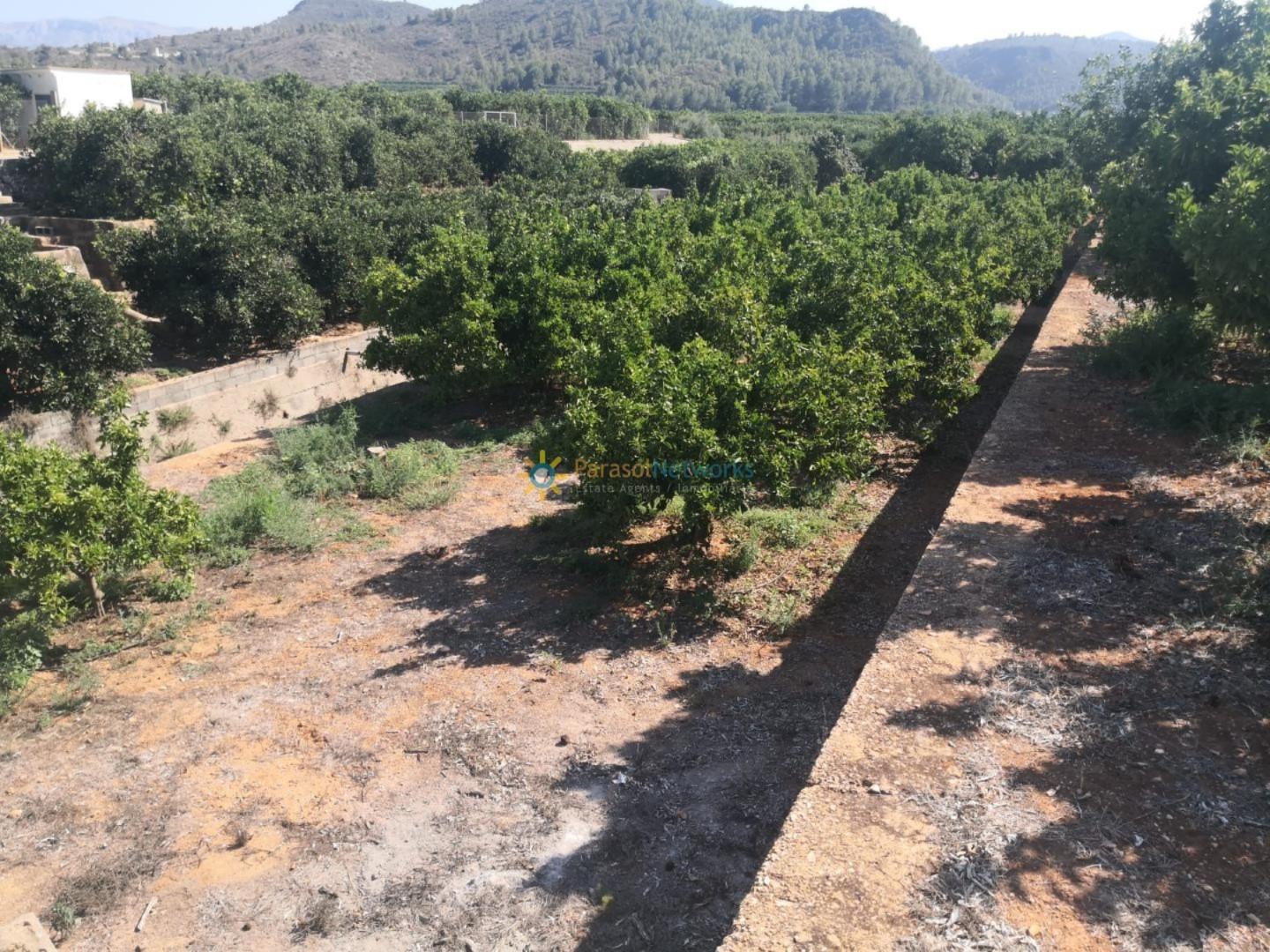 Plot for Sale in Oliva