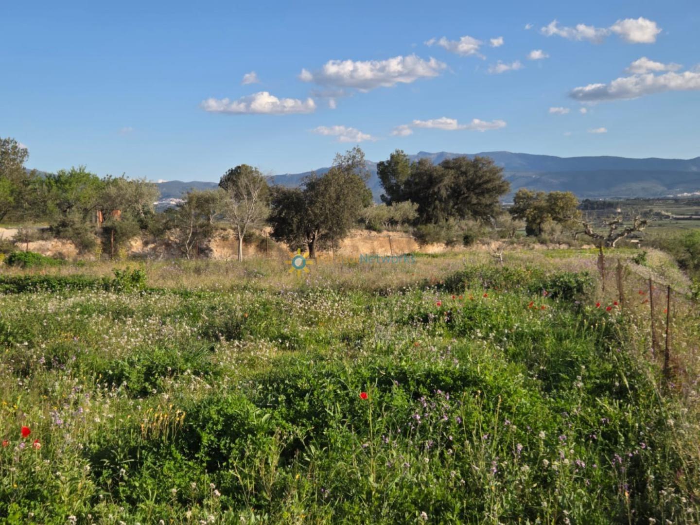 Plot for Sale in Olleria, l'