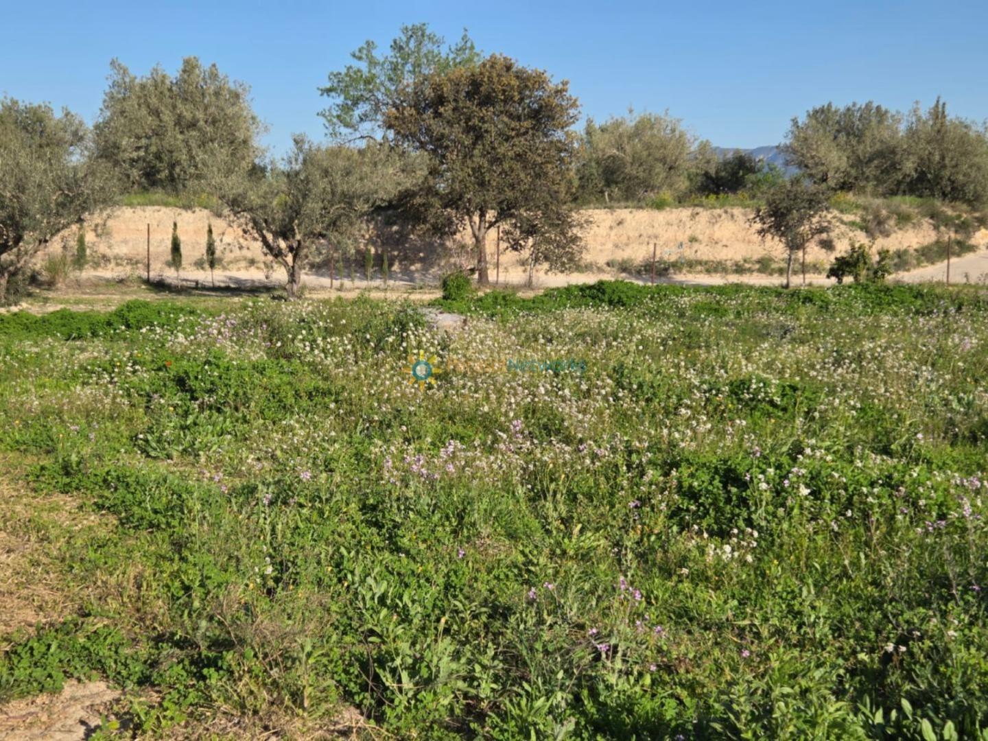 Plot for Sale in Olleria, l'