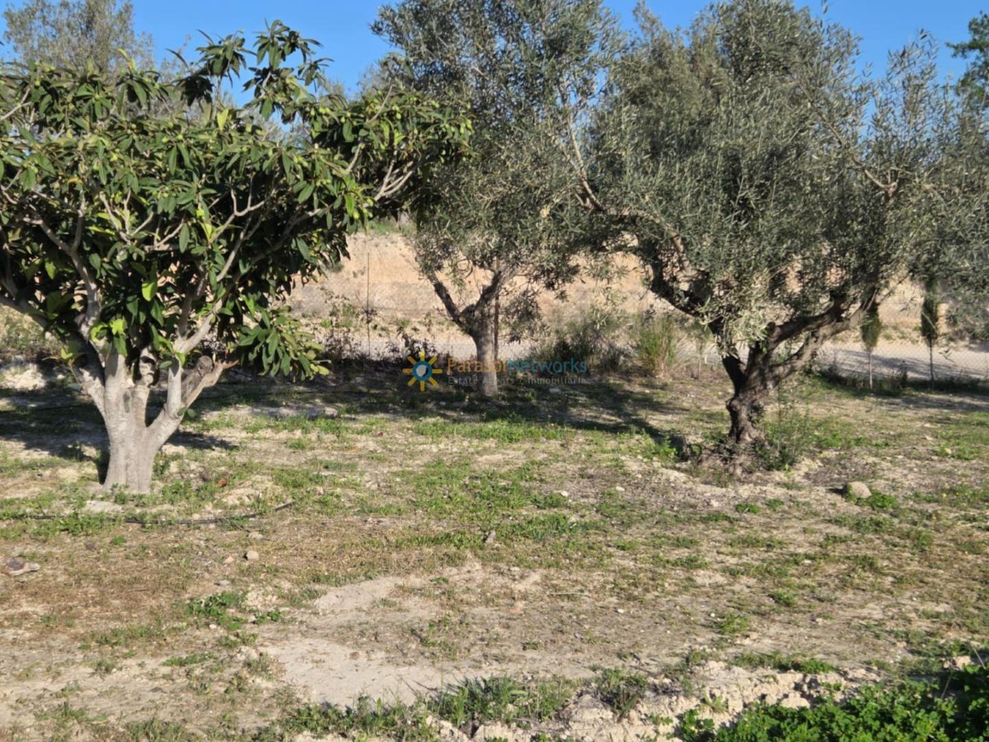 Plot for Sale in Olleria, l'