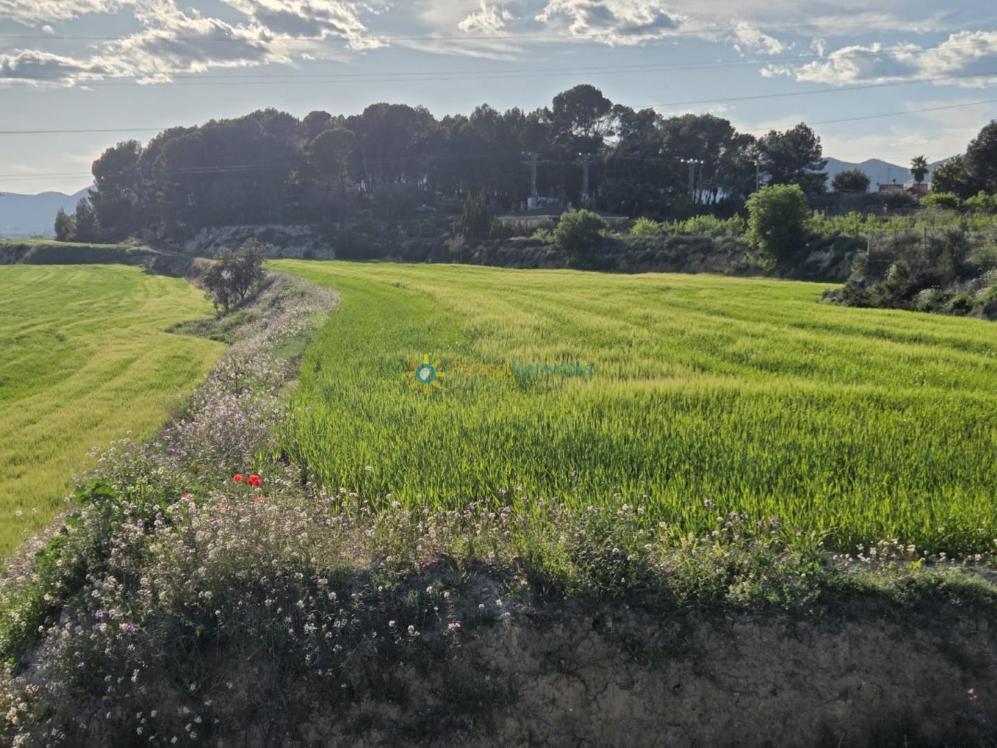 Plot for Sale in Olleria, l'