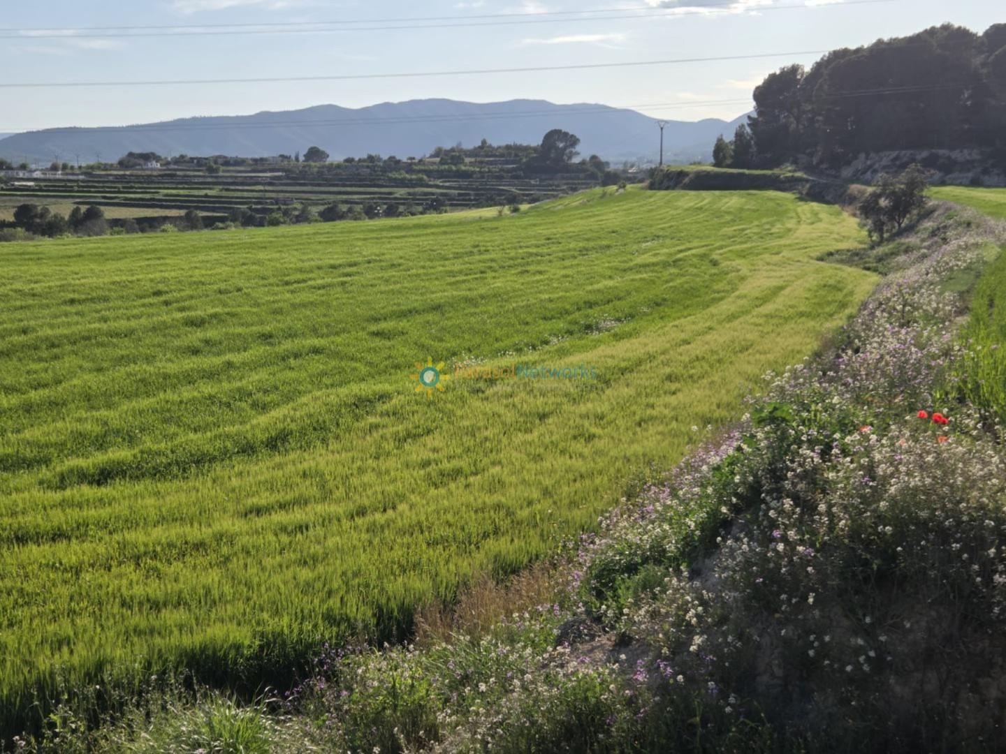 Plot for Sale in Olleria, l'