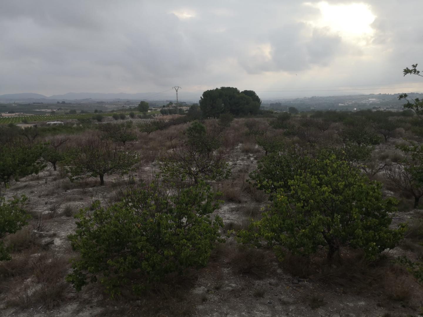 Country Property for Sale in Albaida