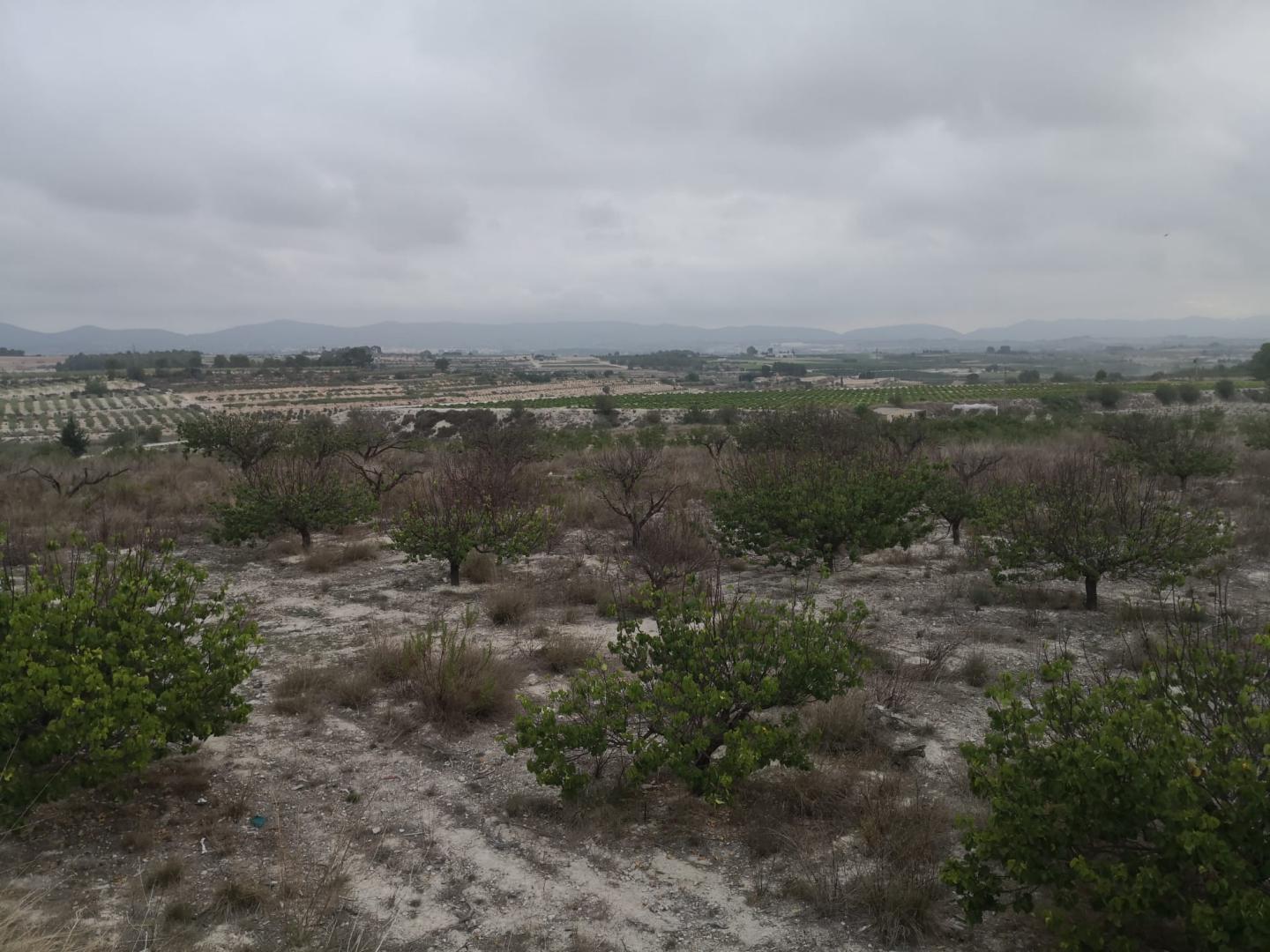 Country Property for Sale in Albaida