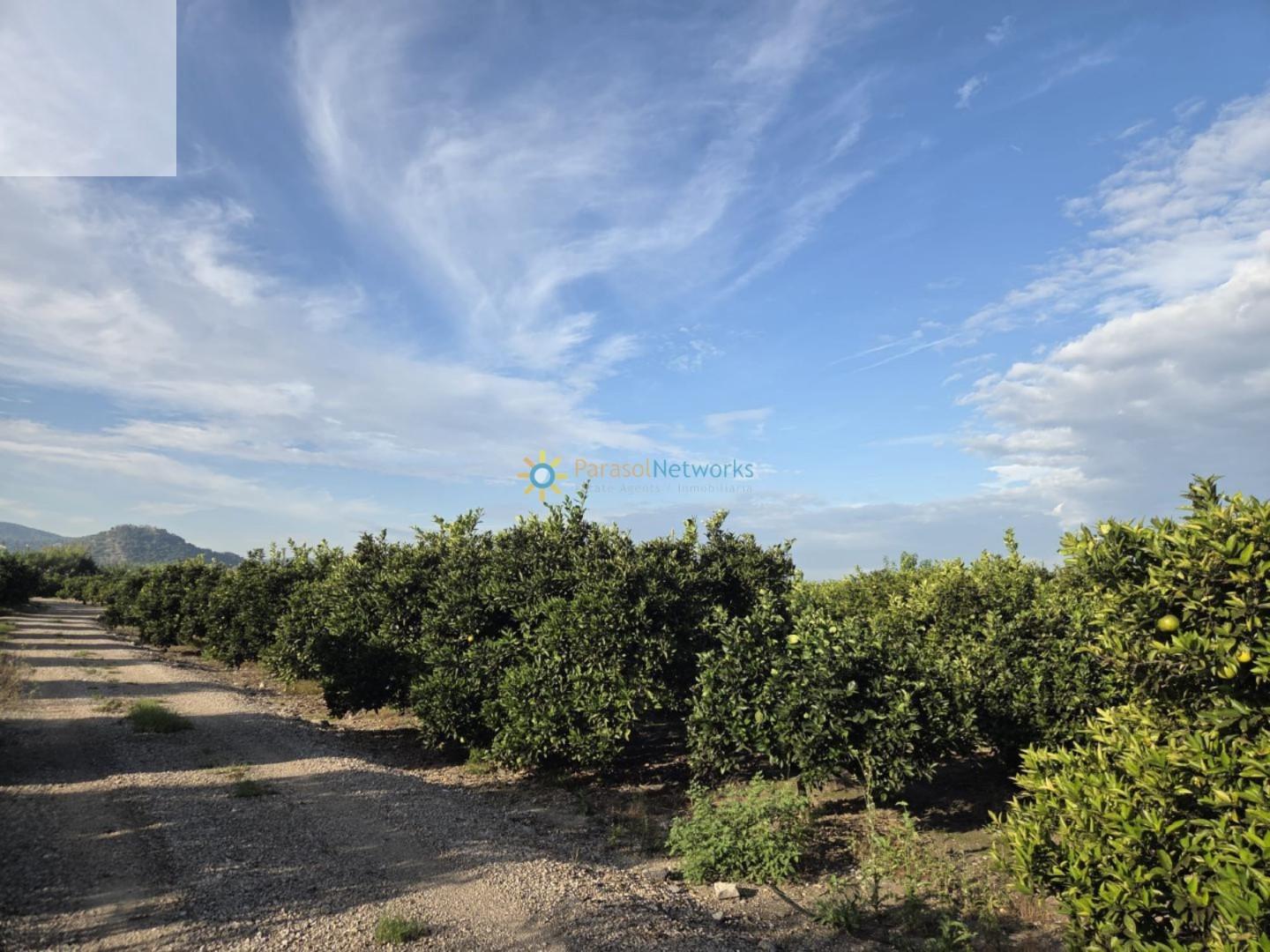 Plot for Sale in Senyera