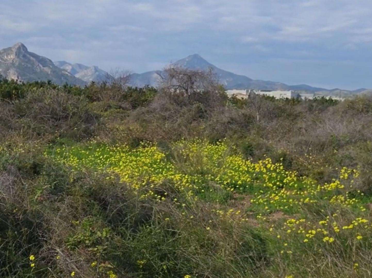 Parcela en Venta en Gandia