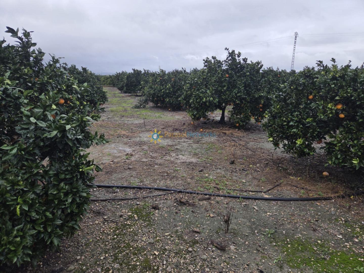 Plot for Sale in Senyera
