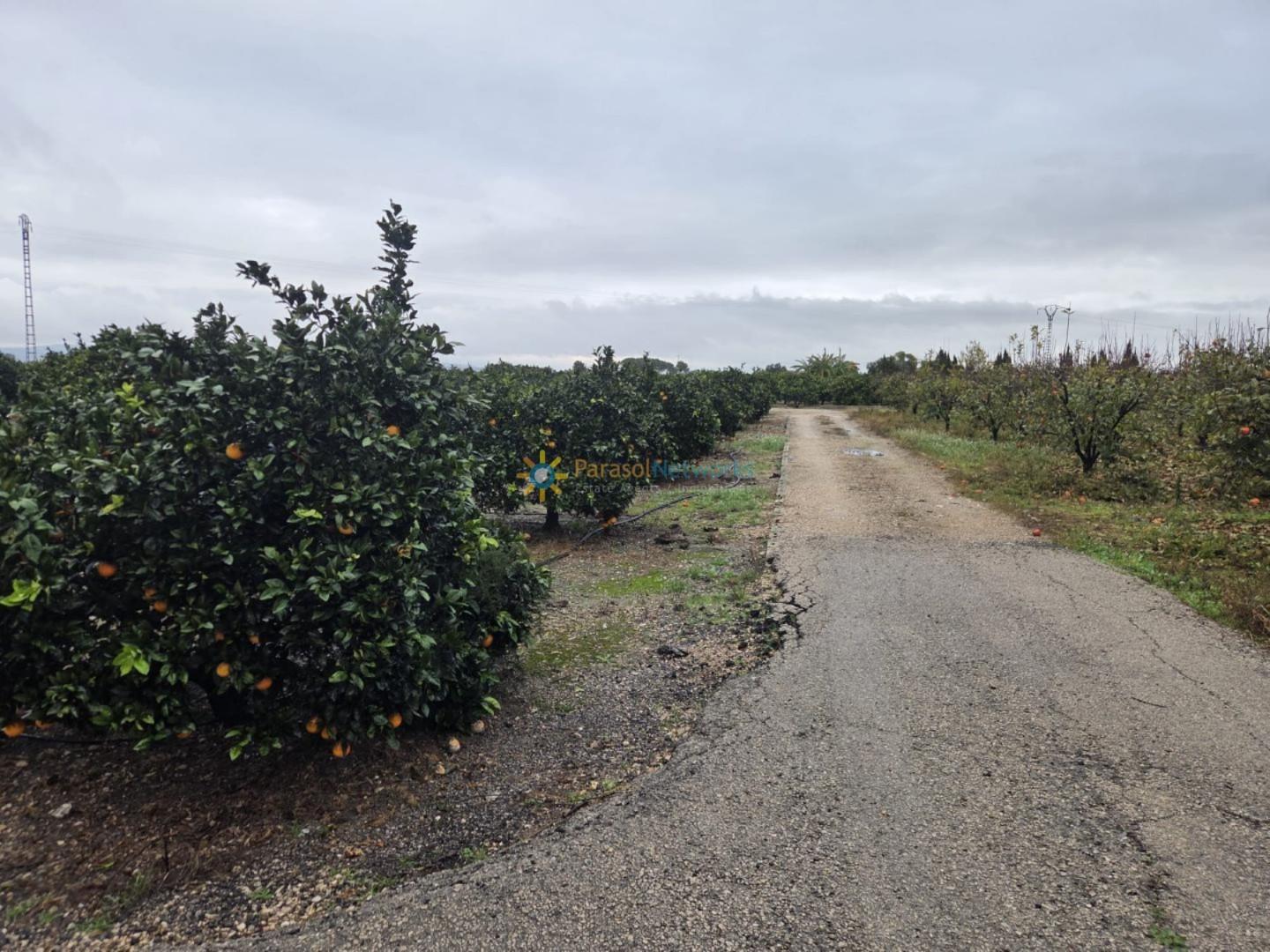 Plot for Sale in Senyera