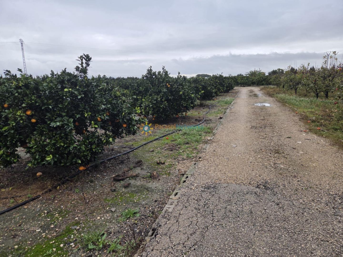 Plot for Sale in Senyera