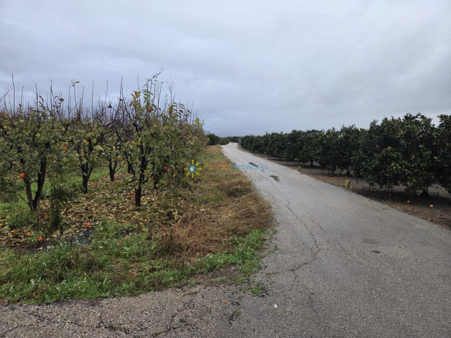 Plot for Sale in Senyera