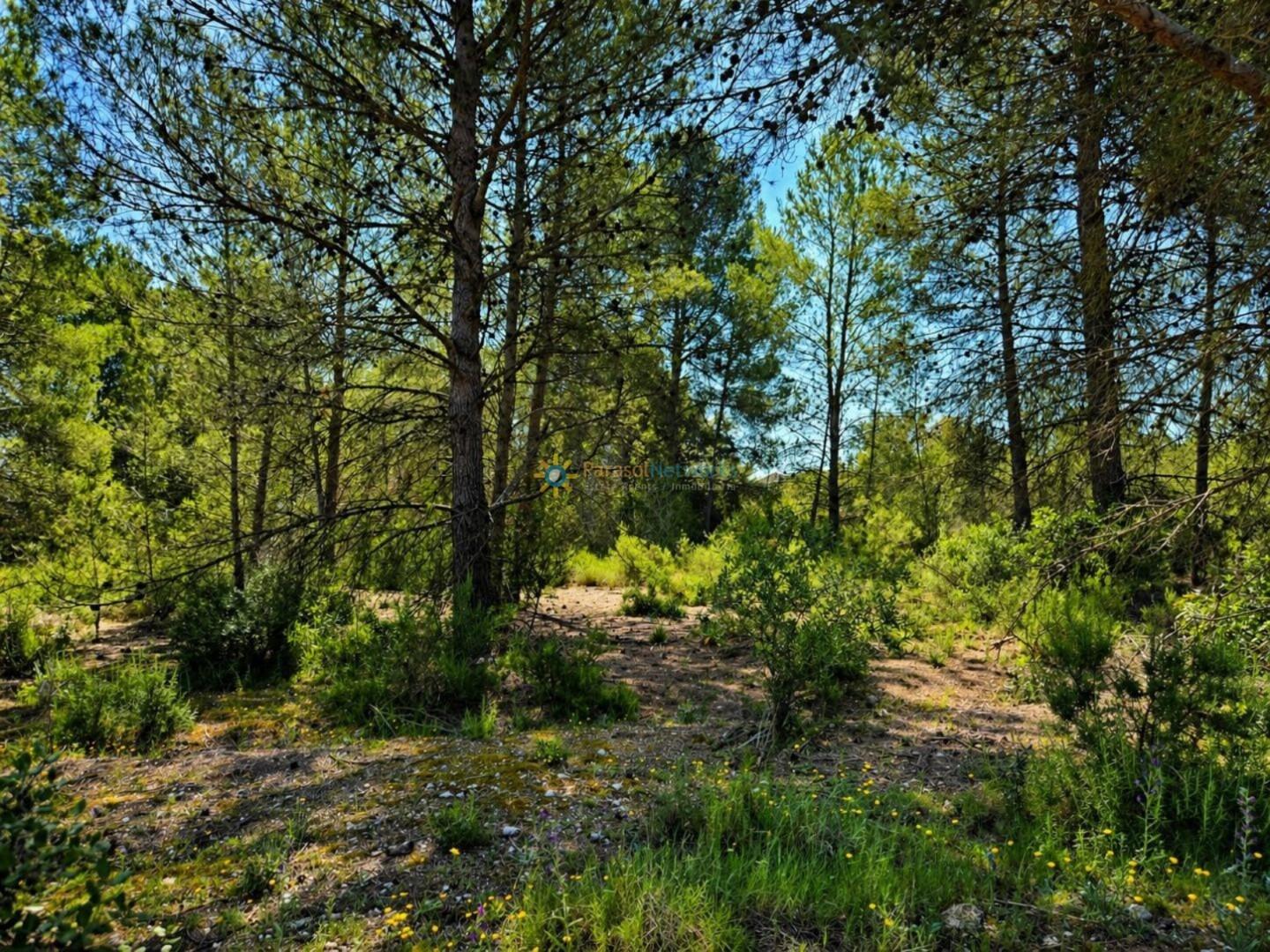 Parcela en Venta en Bellús