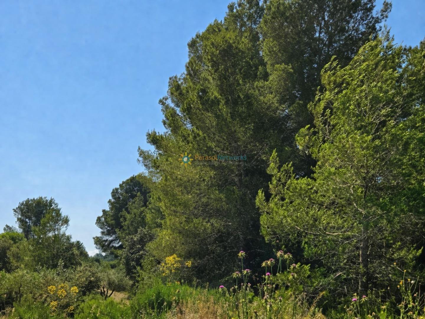 Parcela en Venta en Bellús