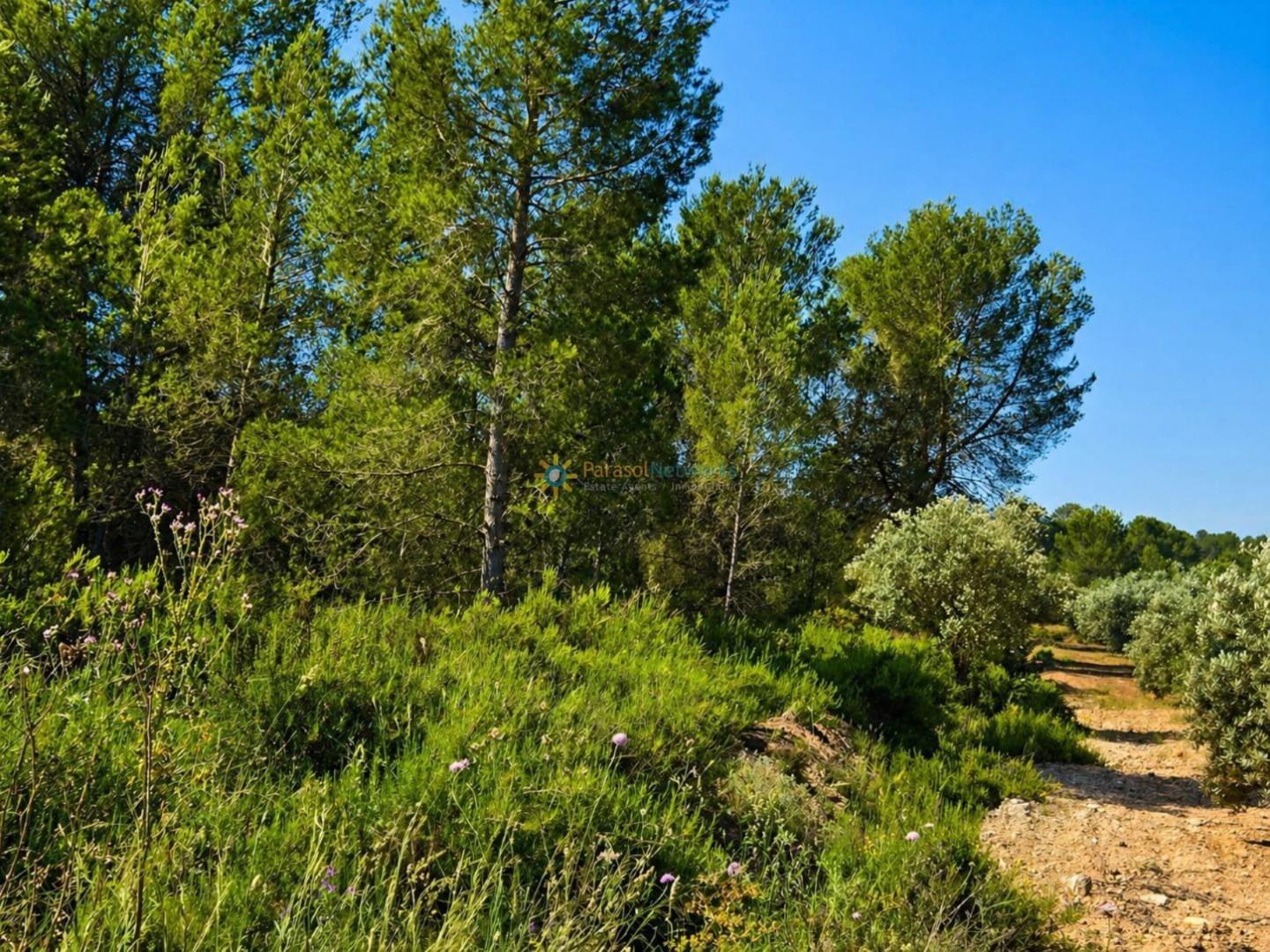 Parcela en Venta en Bellús