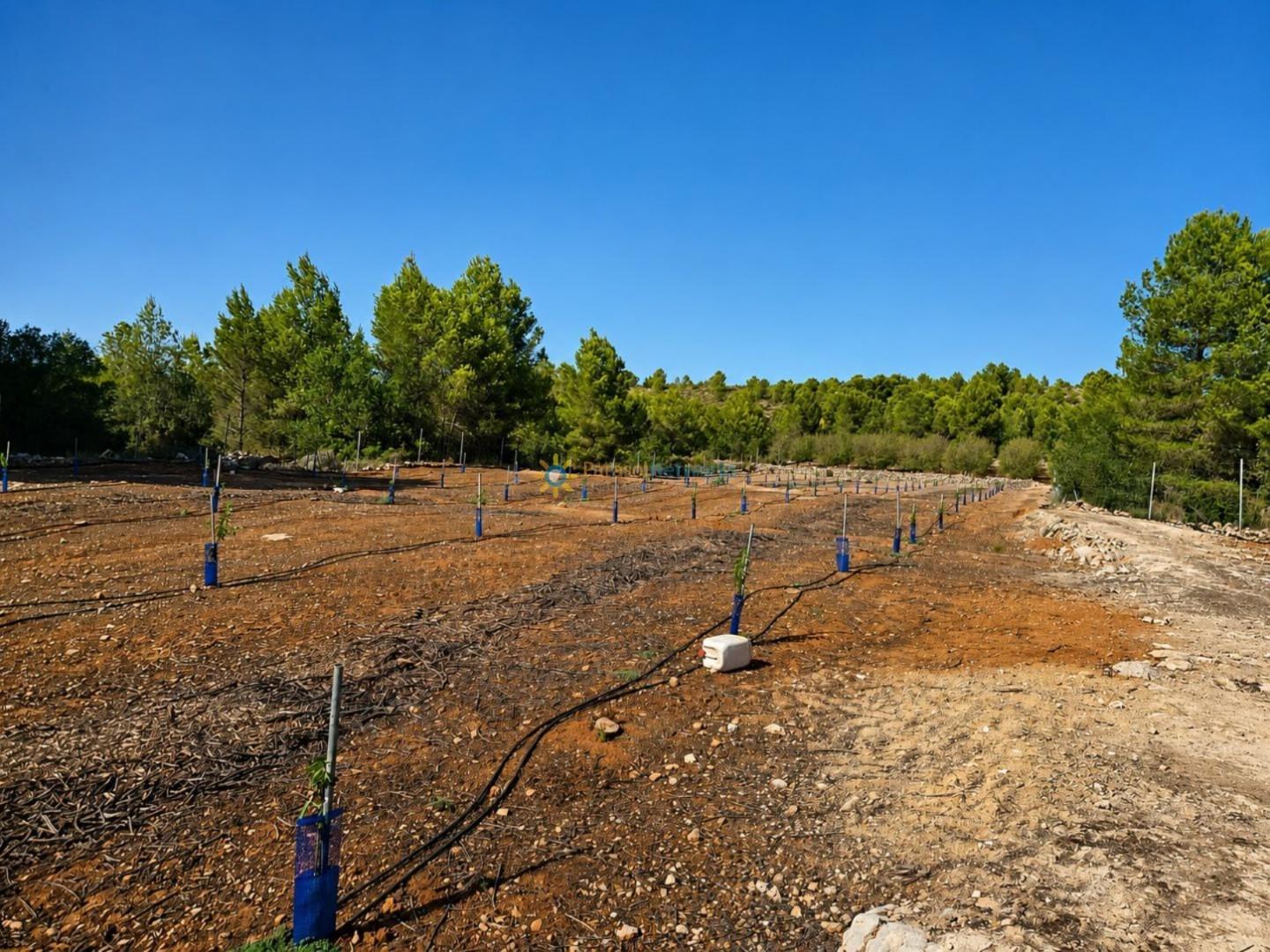 Parcela en Venta en Sumacàrcer