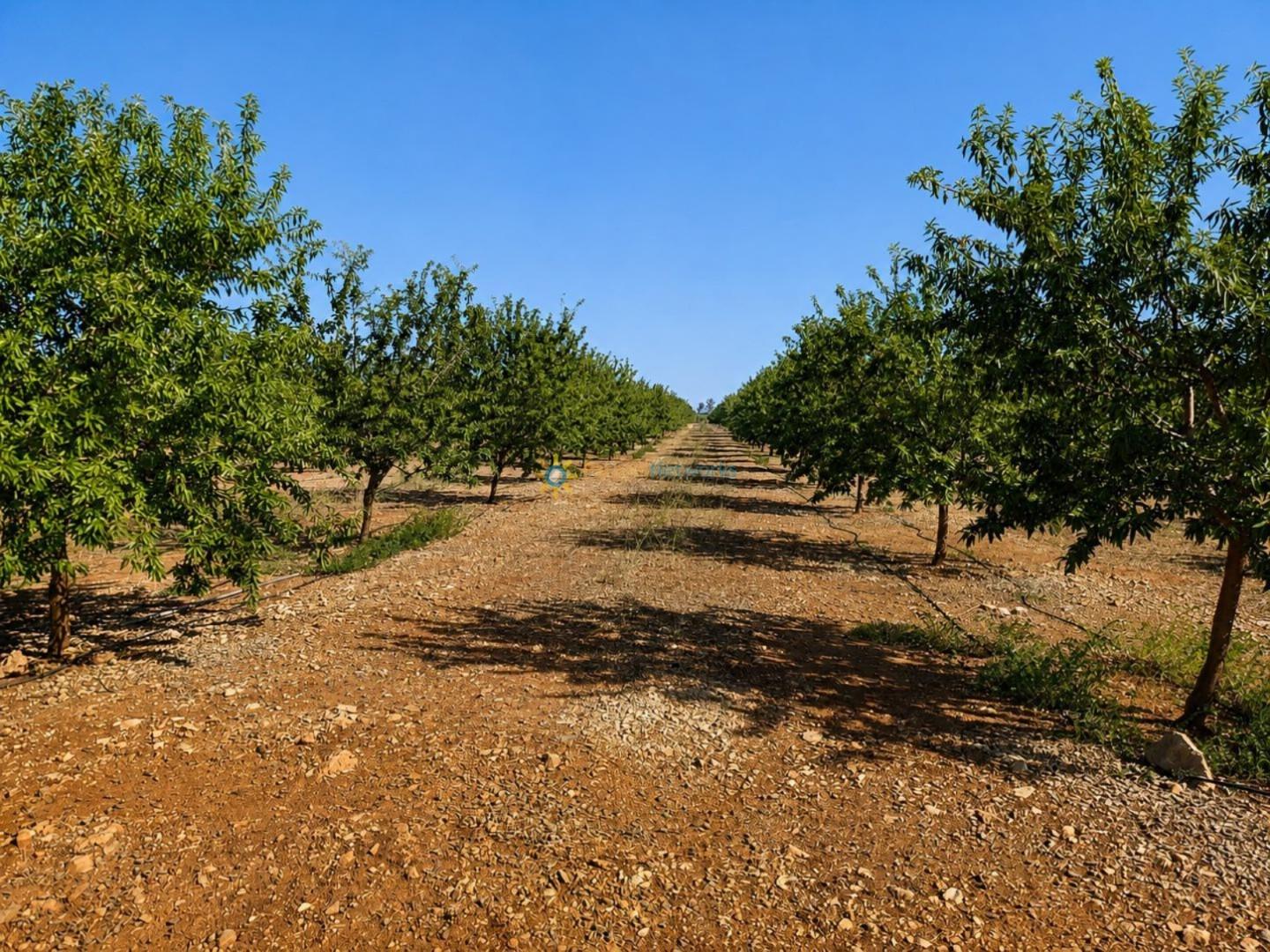 Parcela en Venta en Sumacàrcer