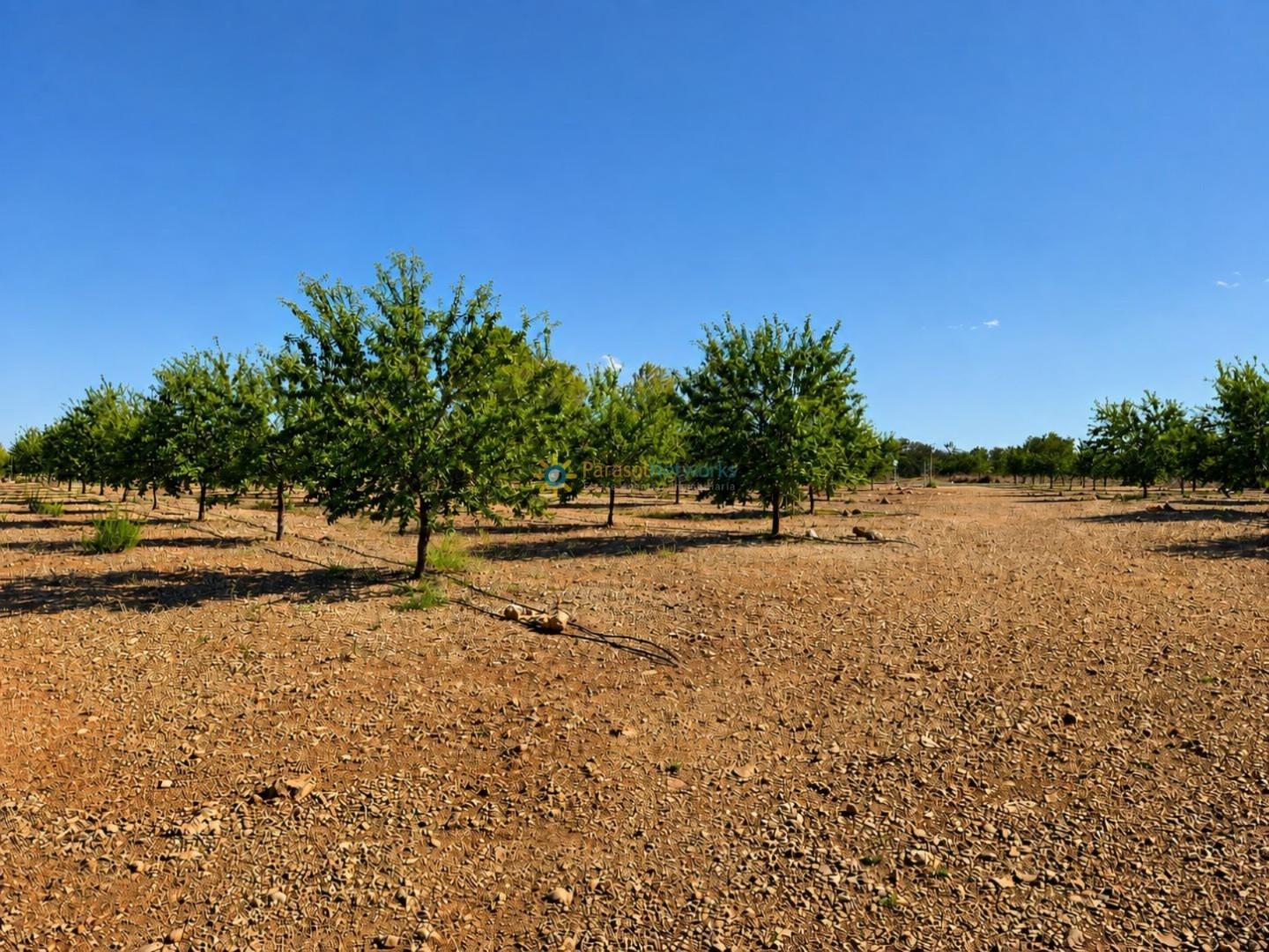Parcela en Venta en Sumacàrcer