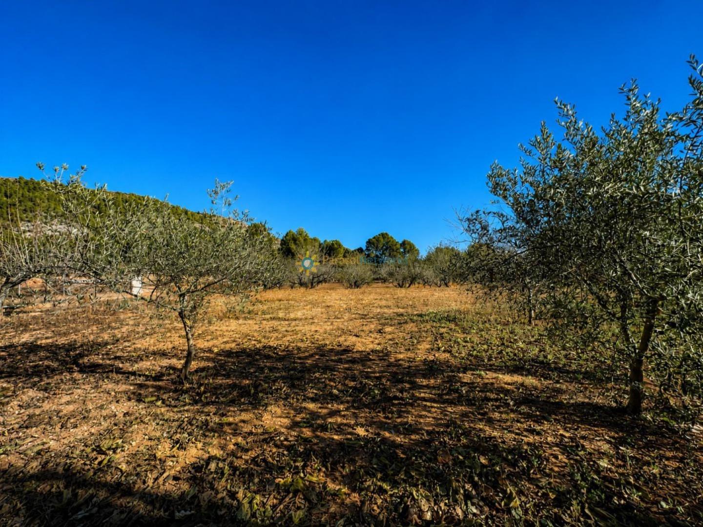 Chalet en Venta en Olleria, l'